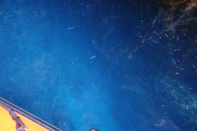 DSC07019-27336.jpg