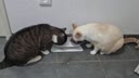 20250522-vid-md-chats